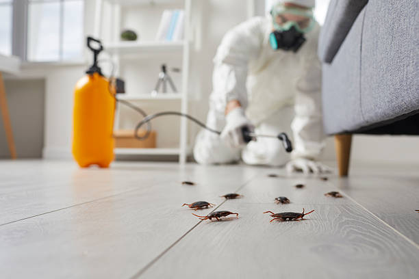 Post-Treatment Bed Bug Interceptor Monitoring in Humble